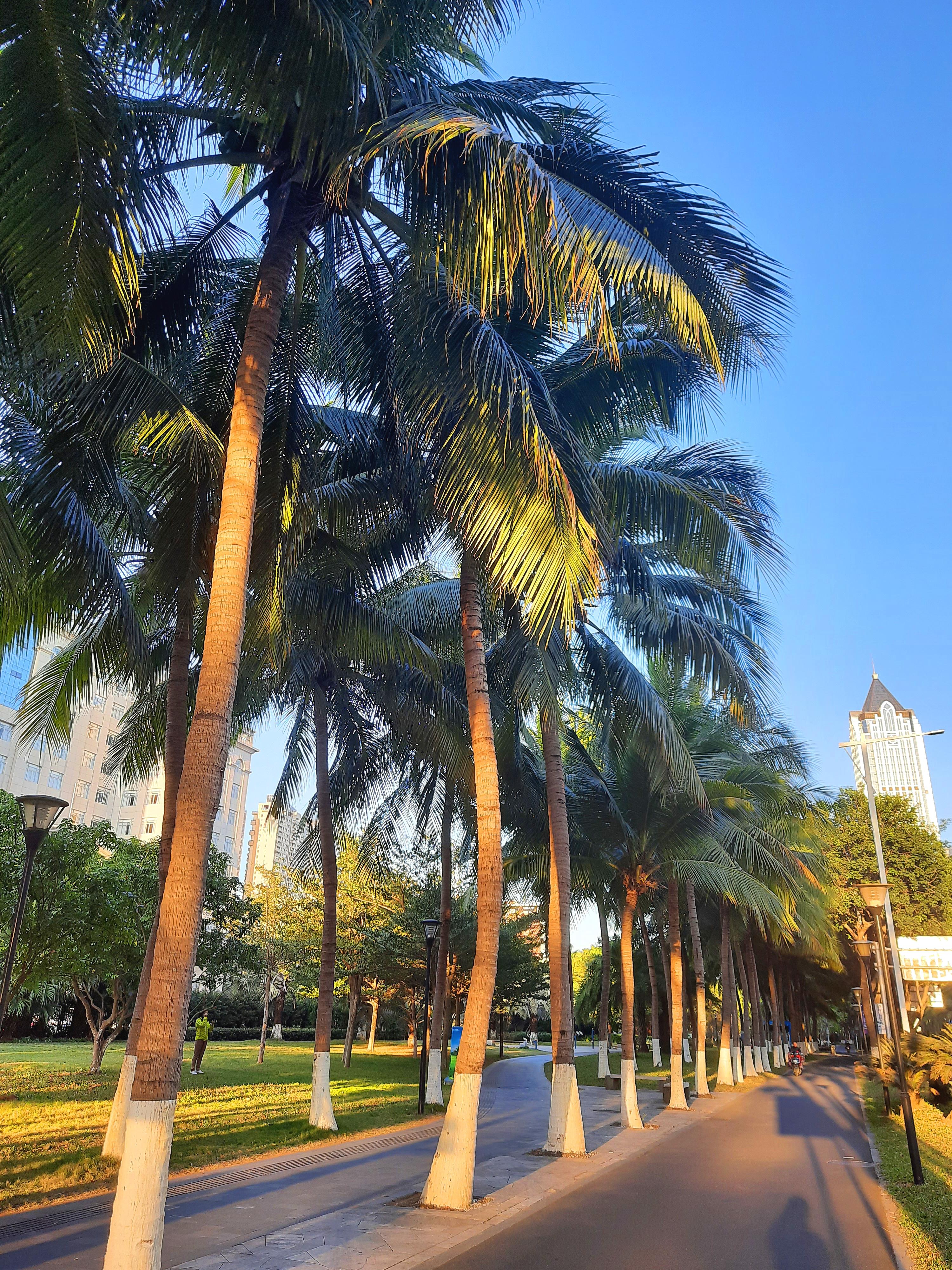 海南,海南，热带风情，无限商机